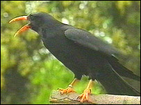 Cornish choughs